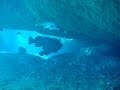 freediving scandola merou dentex aquarium naturel