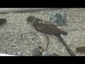 Falcon eating pigeon