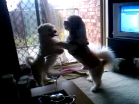 how to cure shih tzu fever
