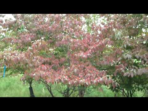 how to fertilize burning bush