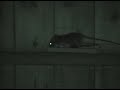 video taken when my house and yard were infested with 25 rats a couple of summers ago.  we named the first rat 