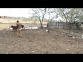 Snoop on Calves.mpg