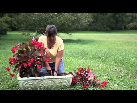 how to replant begonias