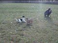 Hundebegegnung mit Terrier (2)
