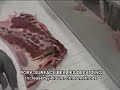 PorkSurfaceBellis.wmv