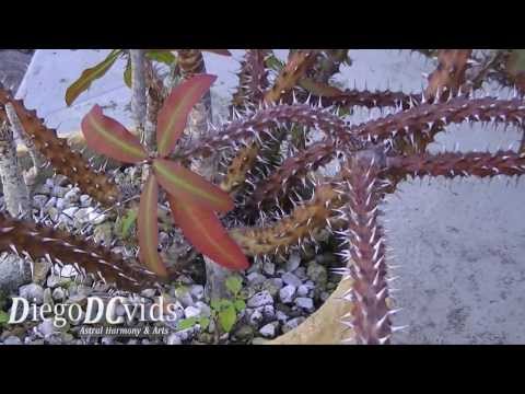 how to transplant crown of thorns plant