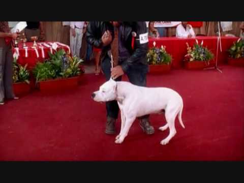 argentinian mastiff