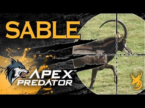 Sable hunt in Mozambique