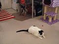Mochi the acrobat Mochi the acrobat