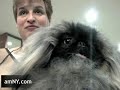 Westminster dog show in NYC