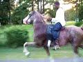 racking horse