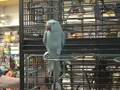 videos de 2 Ring Neck Parrots (Voice)