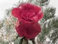 When God Unfolds the Rose