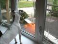 Jack Russell talking to the squirrel