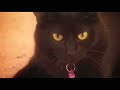 Irobot Roomba VS gatto