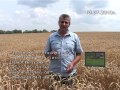 ПАФ «Воля», збирання ранніх зернових, кукурудза, просо ПАФ «Воля», збирання ранніх зернових, кукурудза, просо