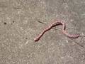 Albino Corn Snake