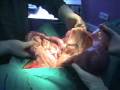 Piometra canina