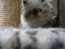 Himalayan kittens Spring4,2008\