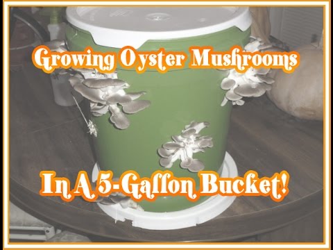 how to grow oyster mushrooms