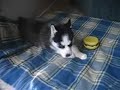 Keva my siberian husky puppy and a squeaky hamburger toy