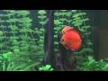 Symphosodon discus spawning (720p)