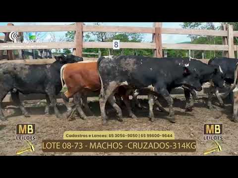 523� LEIL�O VIRTUAL MB LEIL�ES