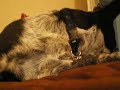 Jessica - JT- Brandy - Blue Heeler 105.mov