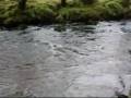 Nickel Creek ~ Flow Gently Sweet Afton