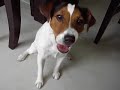 Jack russell kiki eat fruit