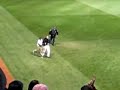 Red Sox Fan on the Field Red Sox Fan on the Field
