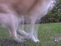 Shiba Inu Jumps Shiba Inu Jumps