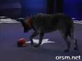 [Must watch] Smartest dog in the world