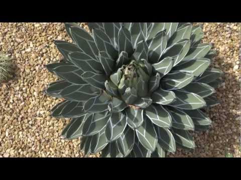 how to fertilize agave