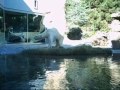 Polar Bear San Diego Zoo 2 Polar Bear San Diego Zoo 2