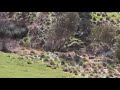 Fox hunting/whistling/shooting Fox hunting/whistling/shooting