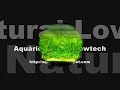 Aquário Natural Lowtech da minha namorada. 