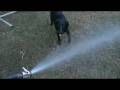 videos de Maggie and the Hose