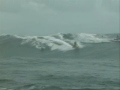 bodyboard animal bodyboard animal