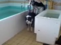 Benji At Hydrotherapy