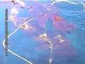 Buceo en Cabo de Hornos