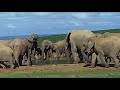 Elephants drinking at waterhole