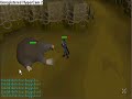 runescape mole hunting