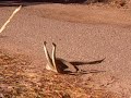 Dancing Rattlers