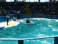 videos de Miami Seaquarium
