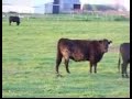 Watching the Cows -- Donna Donna Watching the Cows -- Donna Donna