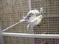 tweetie en partner (paren)