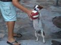 Albert Le Chien - France Montpellier 2007