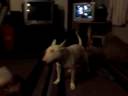 Bruno Jumping, Running, & Getting Trapped, Hilarious!