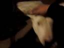Bruno Jumping, Running,  Getting Trapped, Hilarious!